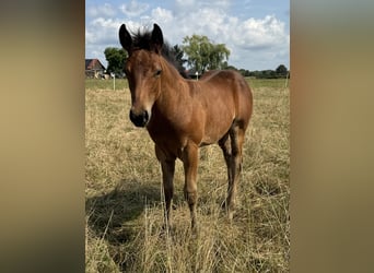 American Quarter Horse, Stallone, Puledri
 (05/2024), 152 cm, Baio