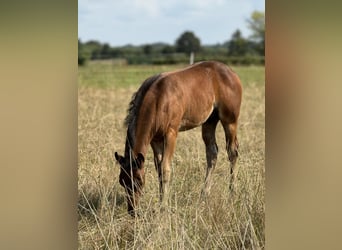 American Quarter Horse, Stallone, Puledri
 (05/2024), 152 cm, Baio