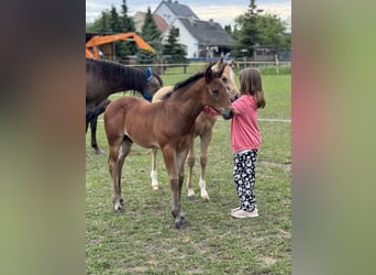 American Quarter Horse, Stallone, Puledri
 (05/2024), 152 cm, Baio