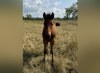 American Quarter Horse, Stallone, Puledri
 (05/2024), 152 cm, Baio