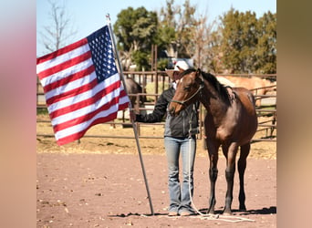 American Quarter Horse, Stallone, Puledri
 (04/2023), 152 cm, Baio roano