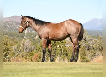 American Quarter Horse, Stallone, Puledri
 (04/2023), 152 cm, Baio roano