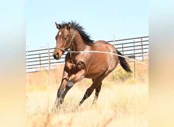 American Quarter Horse, Stallone, Puledri
 (04/2023), 152 cm, Baio roano