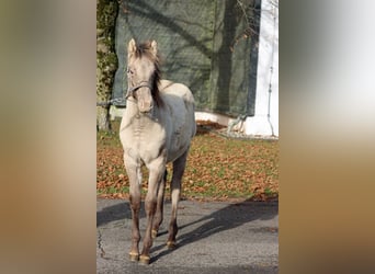 American Quarter Horse, Stallone, Puledri (04/2025), 152 cm, Champagne