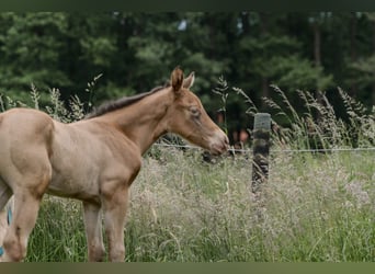 American Quarter Horse, Stallone, Puledri
 (05/2024), 152 cm, Champagne