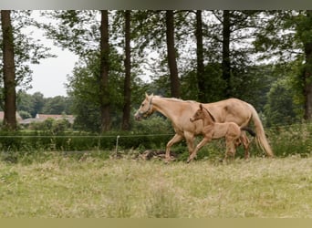 American Quarter Horse, Stallone, Puledri
 (05/2024), 152 cm, Champagne