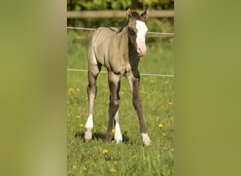 American Quarter Horse, Stallone, , 152 cm, Grullo