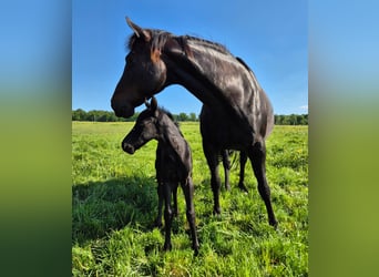 American Quarter Horse, Stallone, Puledri (05/2025), 152 cm, Morello