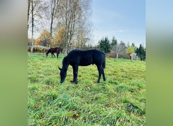 American Quarter Horse, Stallone, Puledri (05/2025), 152 cm, Morello