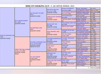 American Quarter Horse, Stallone, , 152 cm, Overo-tutti i colori