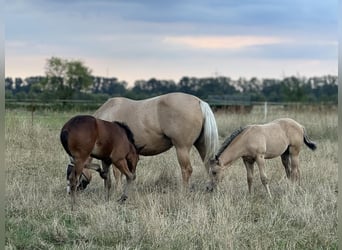 American Quarter Horse, Stallone, Puledri
 (05/2024), 152 cm, Palomino