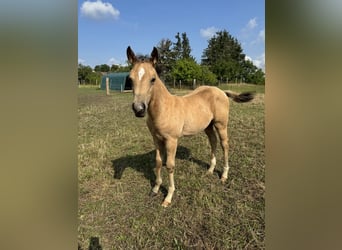 American Quarter Horse, Stallone, Puledri
 (05/2024), 152 cm, Palomino