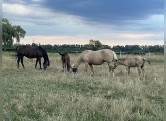 American Quarter Horse, Stallone, Puledri
 (05/2024), 152 cm, Palomino