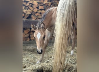 American Quarter Horse, Stallone, Puledri
 (05/2024), 152 cm, Palomino