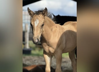 American Quarter Horse, Stallone, Puledri
 (05/2024), 152 cm, Palomino