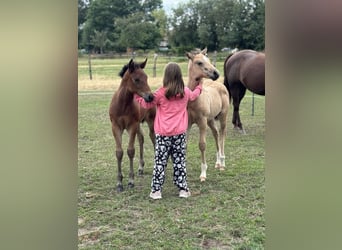 American Quarter Horse, Stallone, Puledri
 (05/2024), 152 cm, Palomino