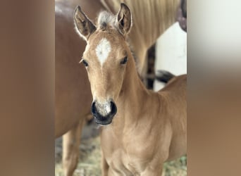 American Quarter Horse, Stallone, Puledri
 (05/2024), 152 cm, Palomino