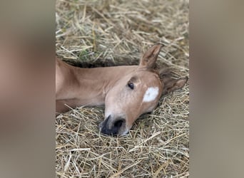 American Quarter Horse, Stallone, Puledri
 (05/2024), 152 cm, Palomino