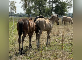 American Quarter Horse, Stallone, Puledri
 (05/2024), 152 cm, Palomino