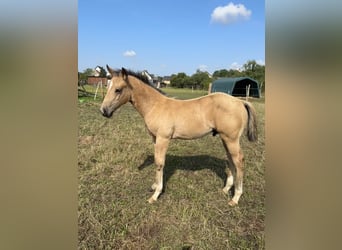 American Quarter Horse, Stallone, Puledri
 (05/2024), 152 cm, Palomino