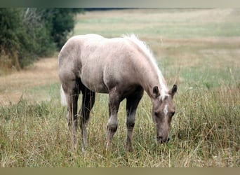American Quarter Horse, Stallone, Puledri (04/2026), 152 cm, Palomino