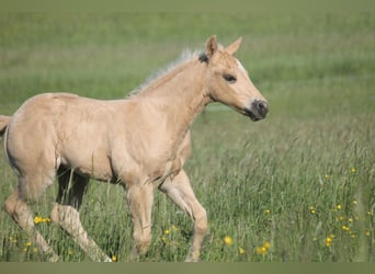 American Quarter Horse, Stallone, Puledri (04/2026), 152 cm, Palomino