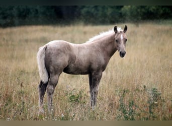 American Quarter Horse, Stallone, Puledri (04/2026), 152 cm, Palomino
