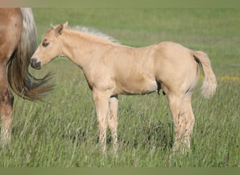American Quarter Horse, Stallone, Puledri (04/2026), 152 cm, Palomino