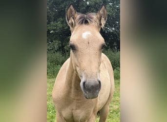 American Quarter Horse, Stallone, Puledri (04/2026), 152 cm, Pelle di daino
