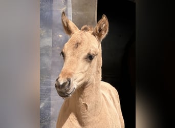 American Quarter Horse, Stallone, , 152 cm, Pelle di daino