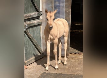 American Quarter Horse, Stallone, , 152 cm, Pelle di daino