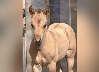 American Quarter Horse, Stallone, , 152 cm, Pelle di daino