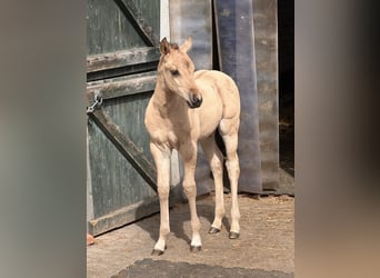 American Quarter Horse, Stallone, , 152 cm, Pelle di daino