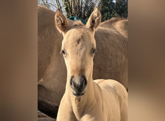 American Quarter Horse, Stallone, , 152 cm, Pelle di daino