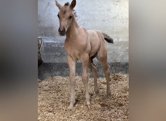 American Quarter Horse, Stallone, , 152 cm, Pelle di daino
