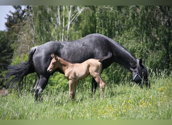 American Quarter Horse, Stallone, Puledri
 (05/2024), 153 cm, Pelle di daino