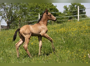 American Quarter Horse, Stallone, Puledri
 (05/2024), 153 cm, Pelle di daino
