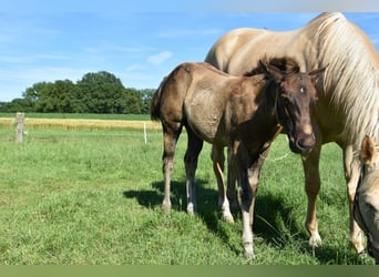 American Quarter Horse, Stallone, Puledri (03/2026), 153 cm, Pelle di daino