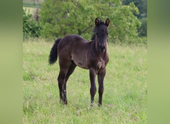 American Quarter Horse, Stallone, Puledri
 (04/2024), 153 cm, Roano blu