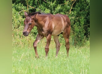 American Quarter Horse, Stallone, Puledri (04/2024), 153 cm, Roano blu