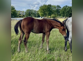American Quarter Horse, Stallone, Puledri (06/2026), 154 cm, Baio