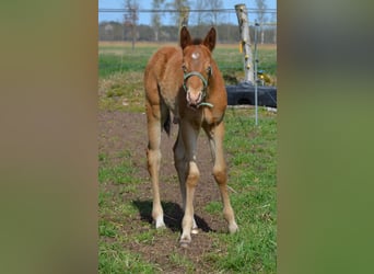 American Quarter Horse, Stallone, Puledri (03/2026), 154 cm, Champagne
