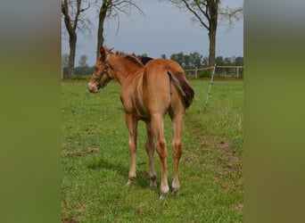 American Quarter Horse, Stallone, Puledri (03/2026), 154 cm, Champagne