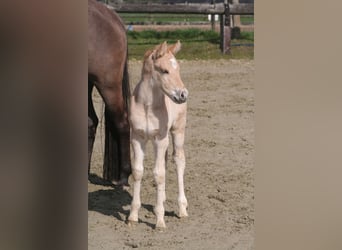 American Quarter Horse, Stallone, Puledri (03/2026), 154 cm, Dunalino