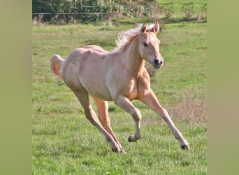 American Quarter Horse, Stallone, Puledri (03/2026), 154 cm, Dunalino