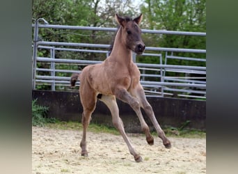 American Quarter Horse, Stallone, Puledri
 (04/2024), 154 cm, Grullo