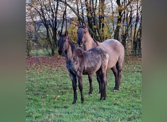 American Quarter Horse, Stallone, Puledri (04/2025), 154 cm, Roano blu