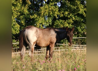 American Quarter Horse, Stallone, Puledri (04/2025), 154 cm, Roano blu