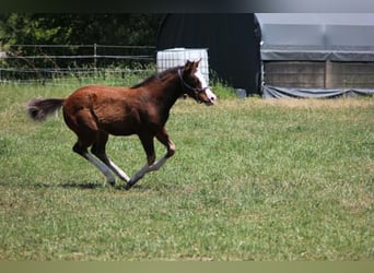 American Quarter Horse, Stallone, Puledri (02/2026), 155 cm, Baio