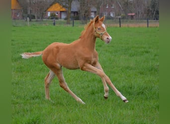 American Quarter Horse, Stallone, Puledri
 (01/2024), 155 cm, Champagne
